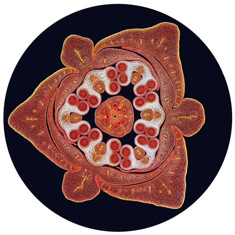 Illustration for article titled These Close-Up Views Of Nature And Technology Are Simply Awe-Inspiring
